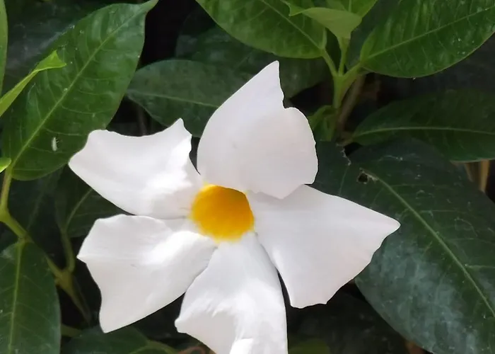 아파트 Hortasol A 푼샬