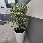 דירה Hortasol A *