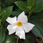 דירה Hortasol A פונשל