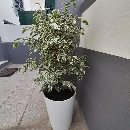 Διαμέρισμα Hortasol A *