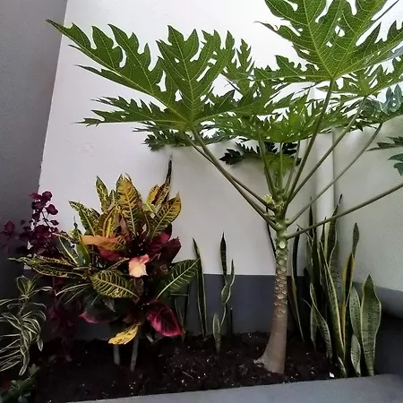Hortasol A Funchal (Madeira)