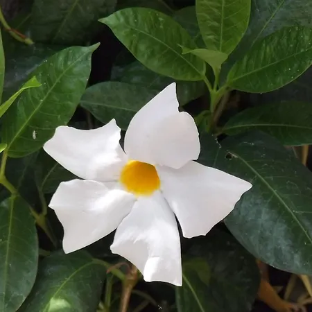 Apartament Hortasol A Funchal (Madeira)