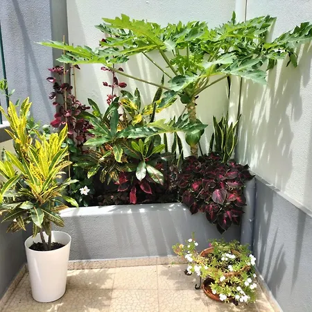 Hortasol A * Funchal (Madeira)